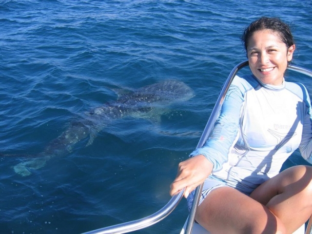expediciones con tiburon ballena